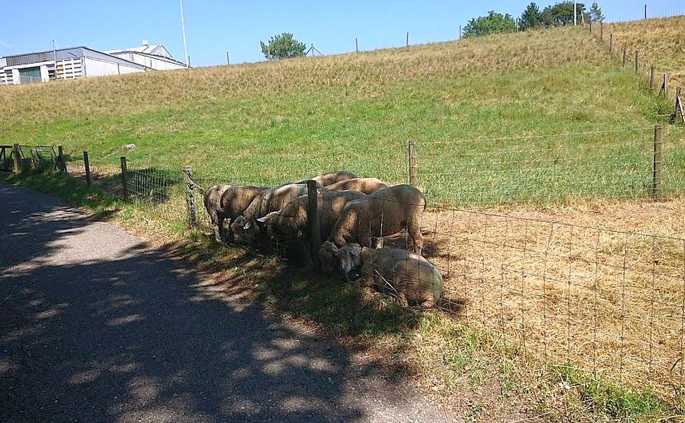 Schattiges Plätzchen